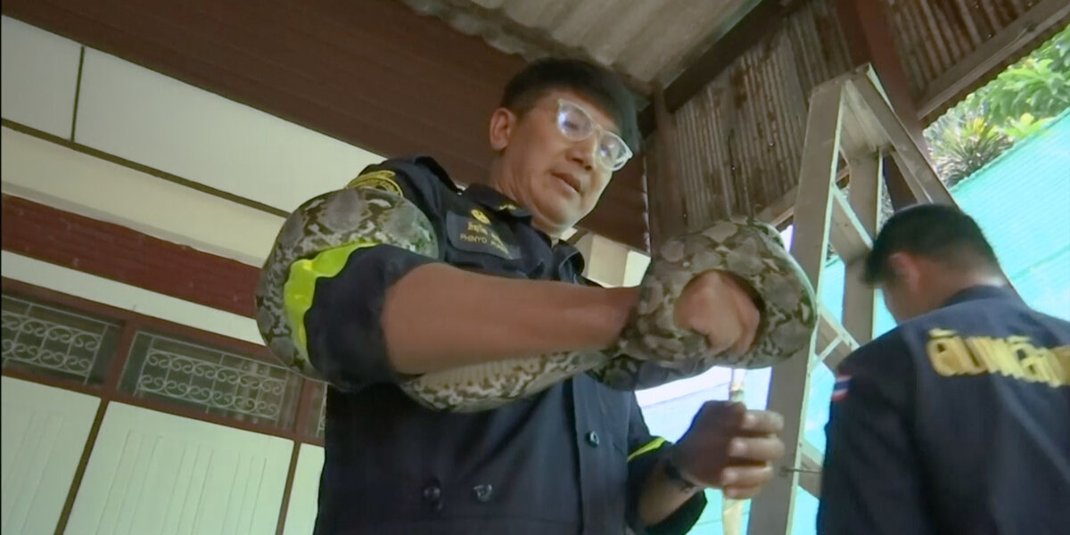 Snakes Invading Homes In Bangkok - Videos - The Dodo