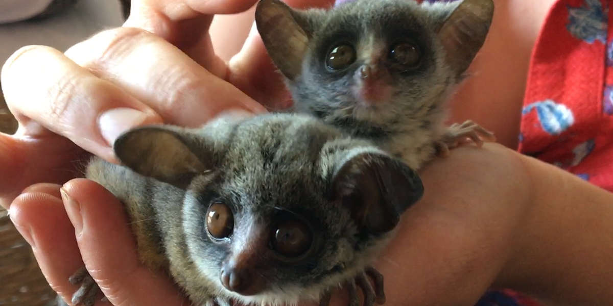 Bush Babies Who Fell From Their Nest Are Safe With Rescuers Now