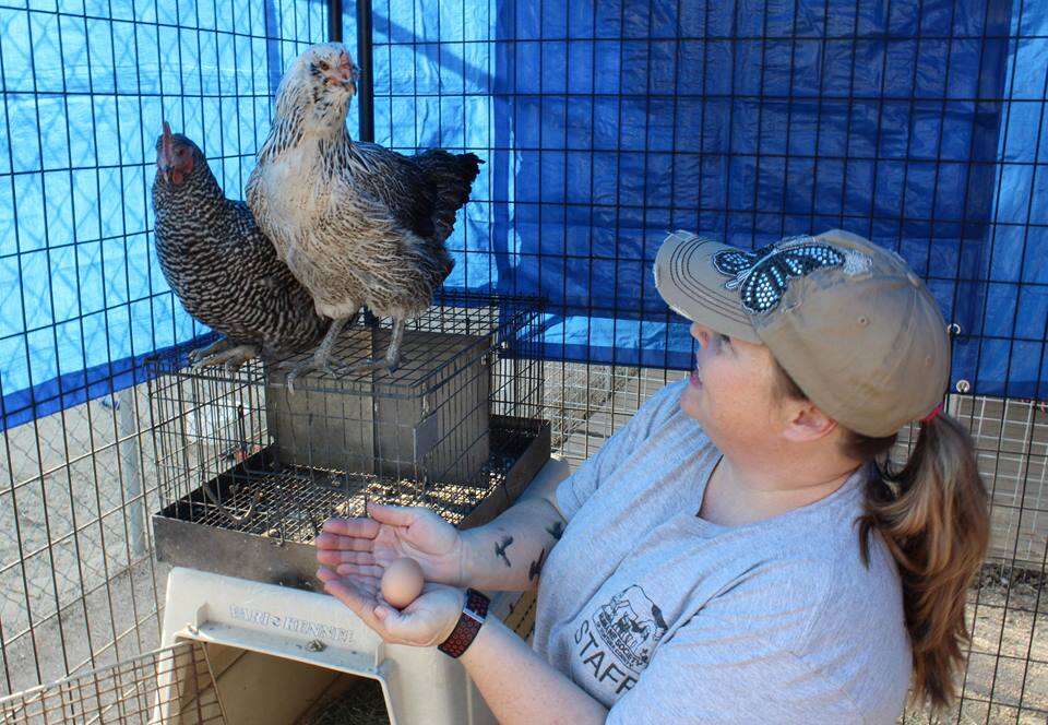 california fire animal rescue chickens