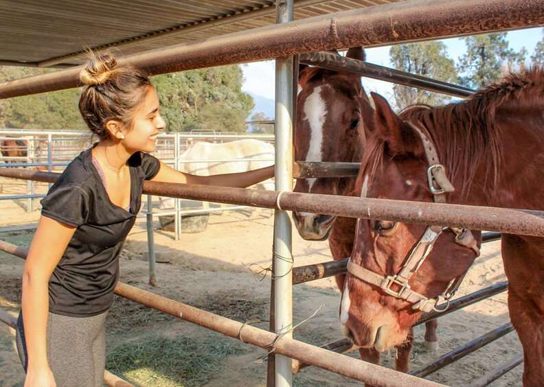 california fire animal rescue horse