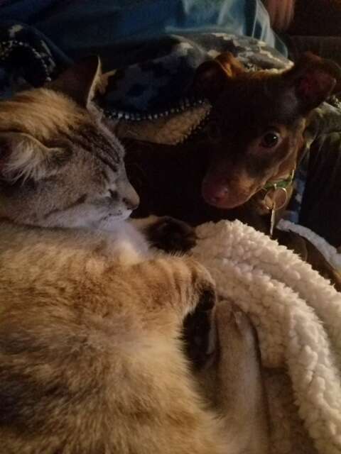 loki chihuahua puppy and cat