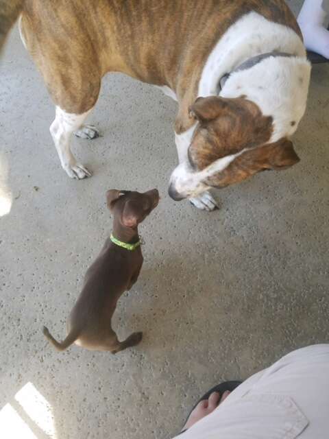 chihuahua puppy and australian shepherd mix