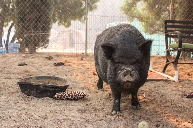 california fire animal rescue pig