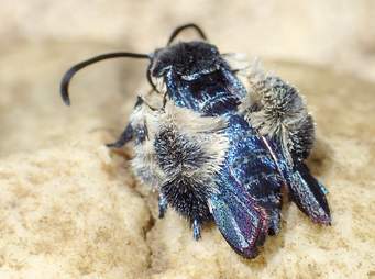 Oriental blue clearwing moth