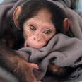Baby Chimp Almost Sold As Pet Is Finally Safe And Happy 
