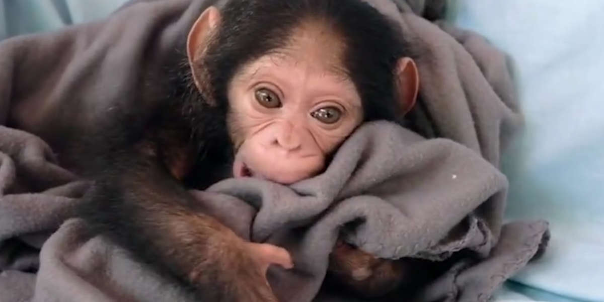Baby Chimp Almost Sold As Pet Is Finally Safe And Happy - Videos - The Dodo