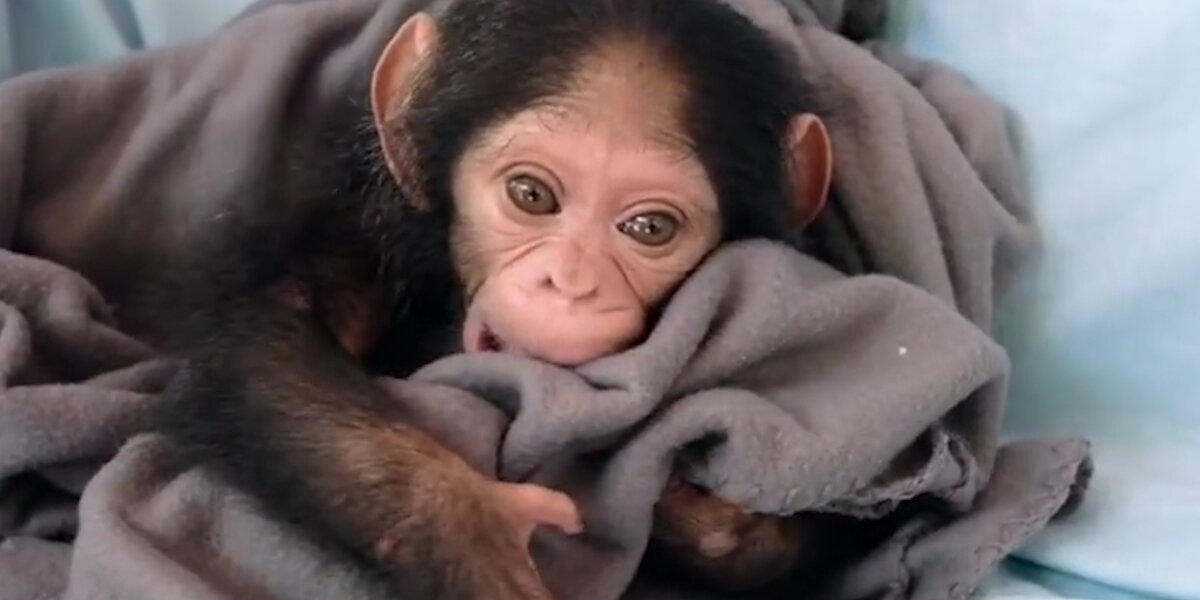 Baby Chimp Almost Sold As Pet Is Finally Safe And Happy - Videos - The Dodo