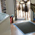 Deer Drops By Gift Shop — Then Comes Back Later With Her Kids