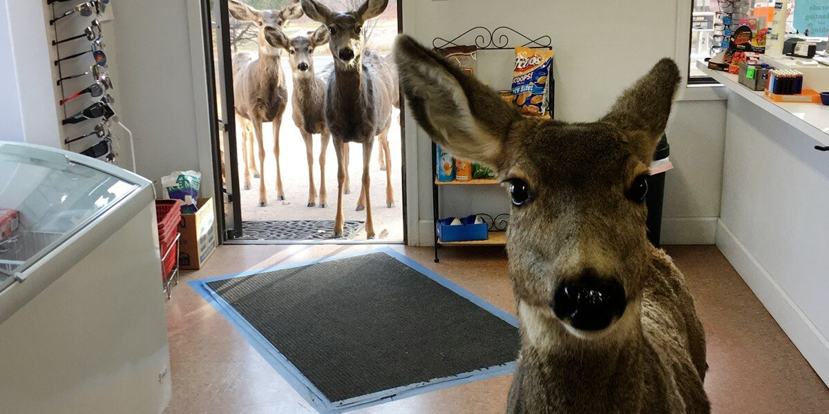 Deer Family Makes Surprise Visit To Colorado General Store The Dodo