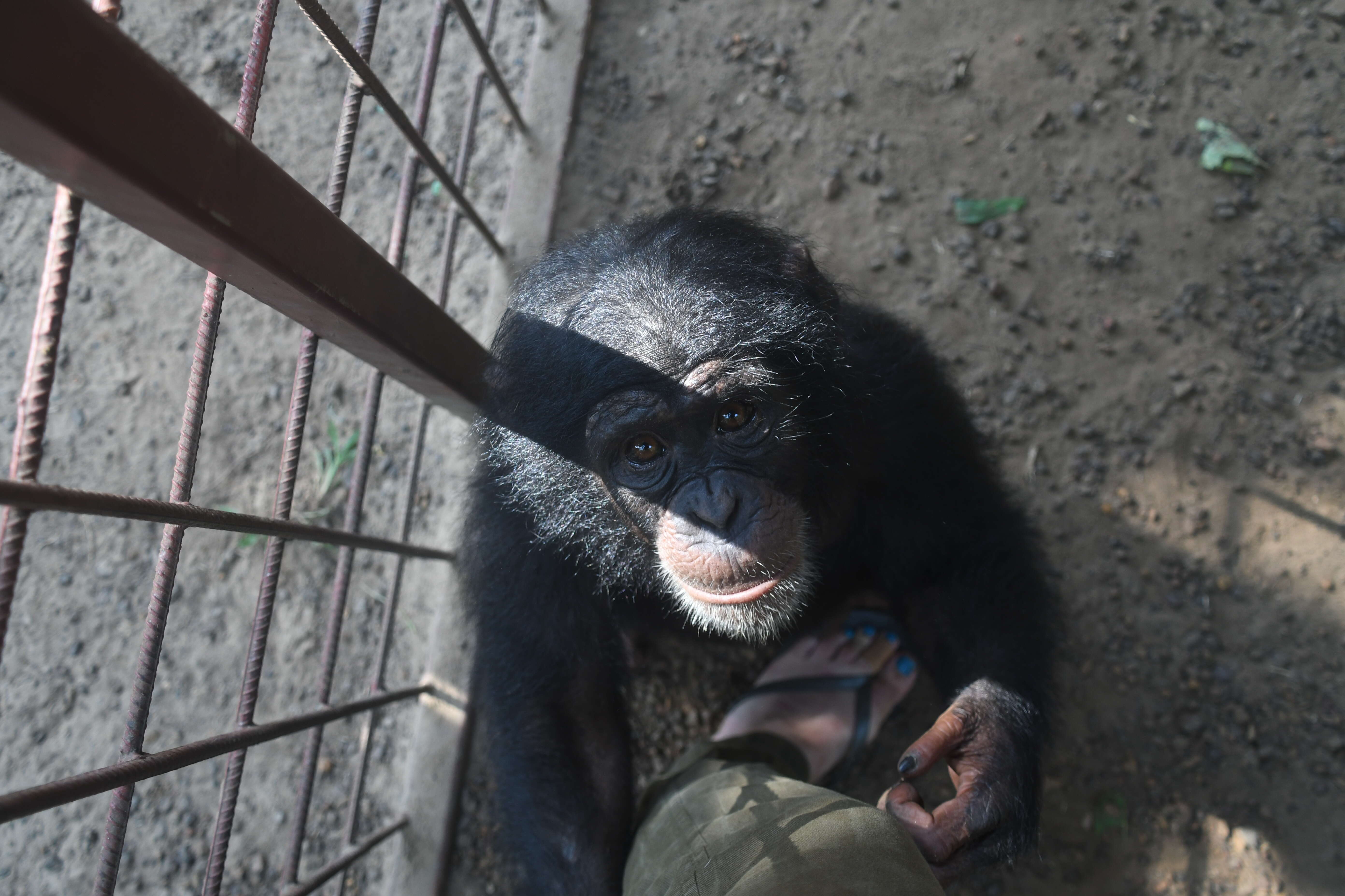 Rescued baby chimp in Liberia
