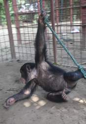 Chimp swinging at sanctuary