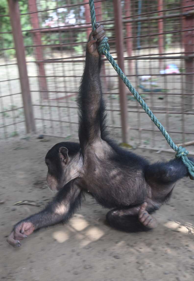 Chimp swinging at sanctuary