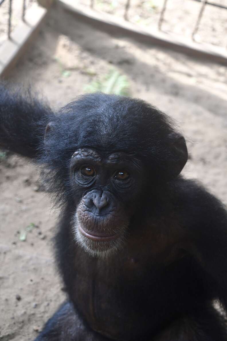 Rescued baby chimp at sanctuary in Liberia