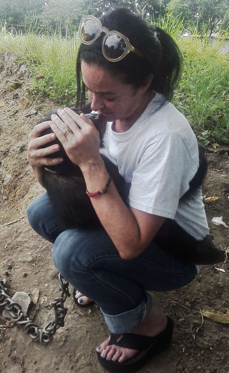 Chimp being held by her rescuer