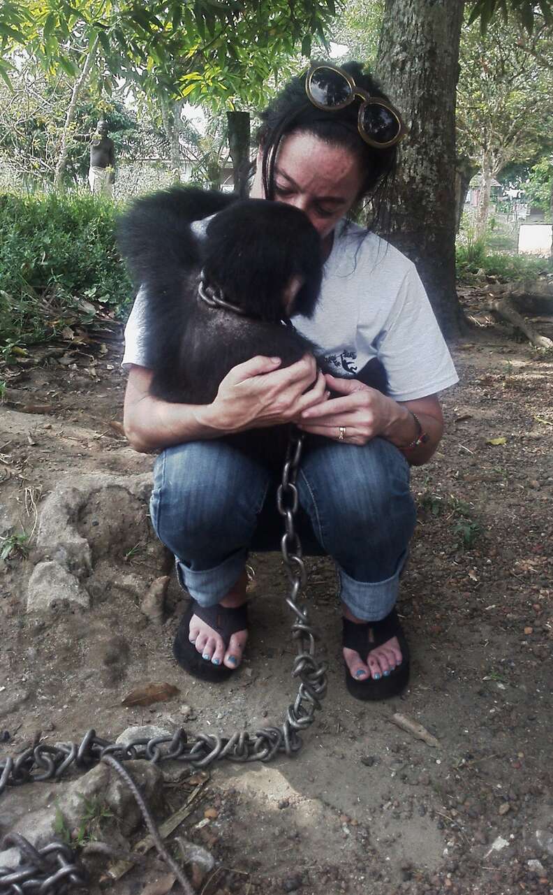 Chimp being held by her rescuer