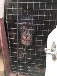 Baby chimp saved from village