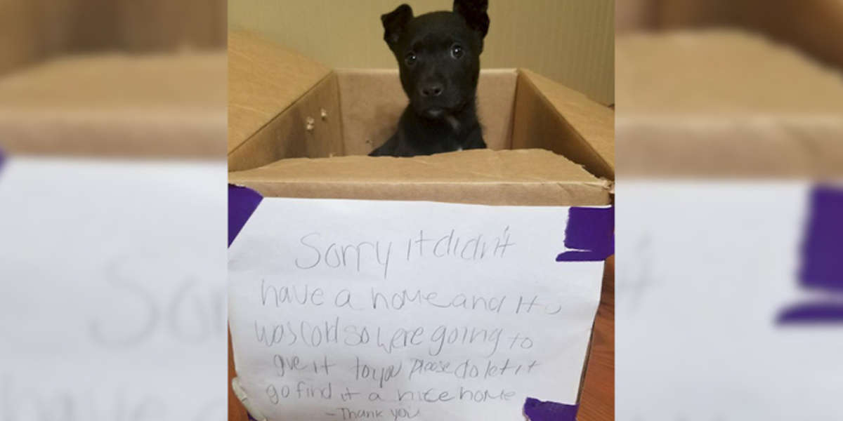 Puppy Abandoned Outside Detroit School With The Saddest Note - The Dodo