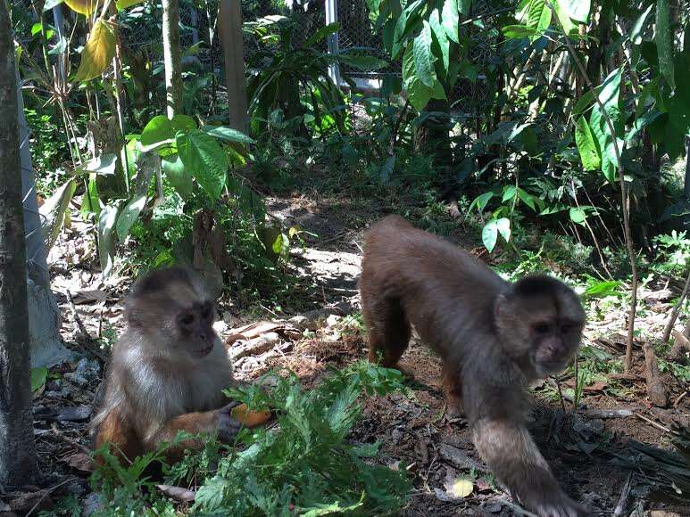 Rescued monkeys in rainforest habitat