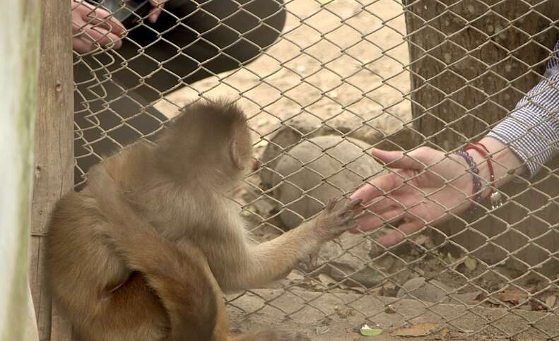 Woman touching hand of captive monkey