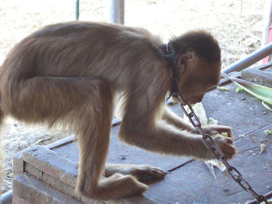 Chained capuchin monkey