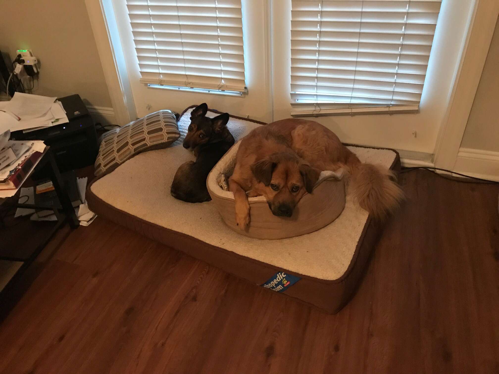 dog makes one giant dog bed