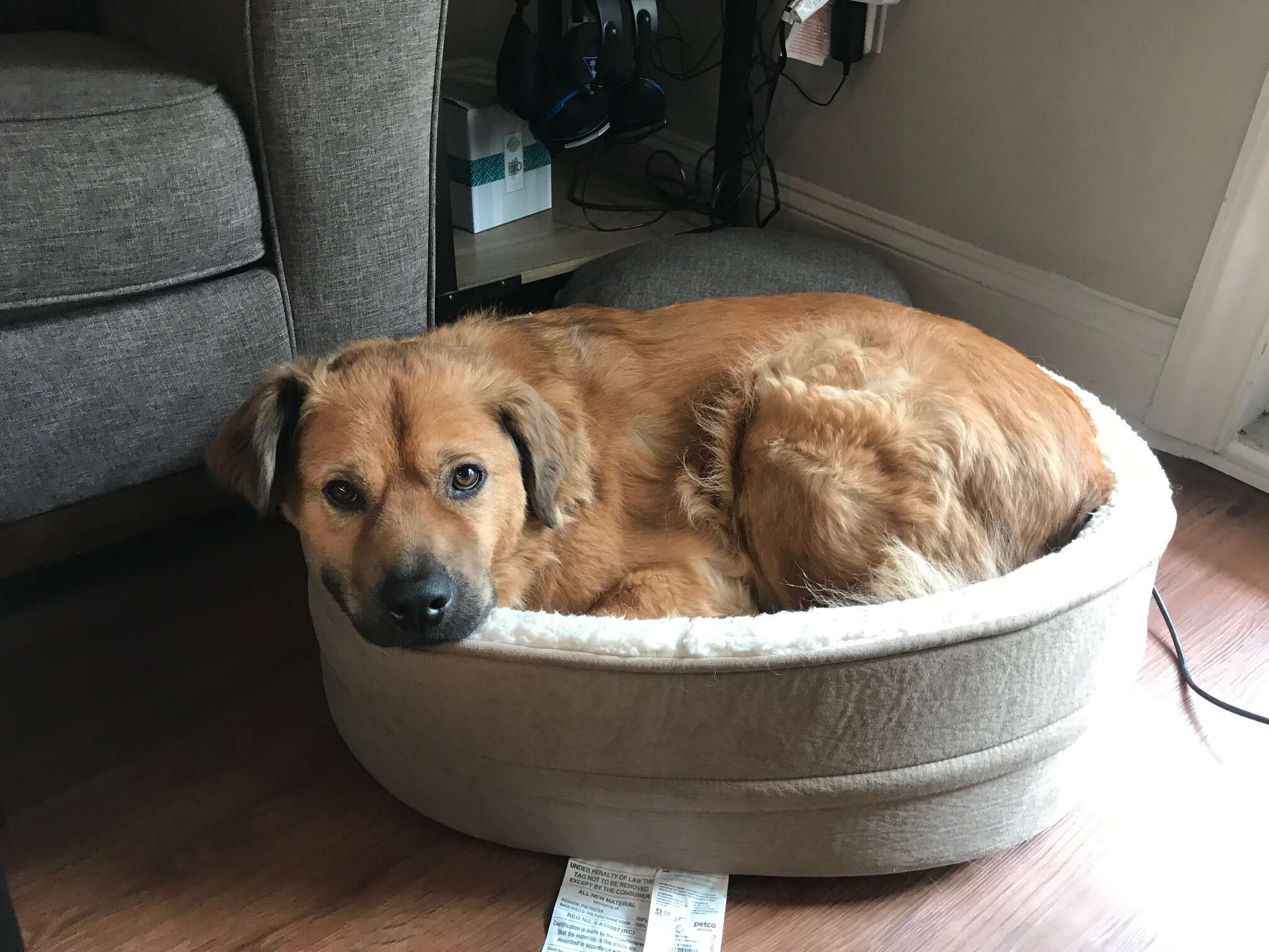 dog makes one giant dog bed