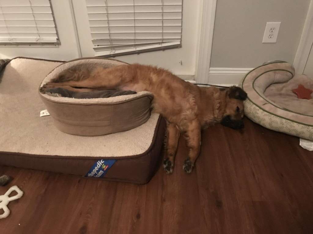 dog makes one giant dog bed