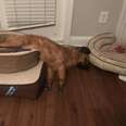 Dog Drags All His Beds Into One Room To Make One Giant Bed 