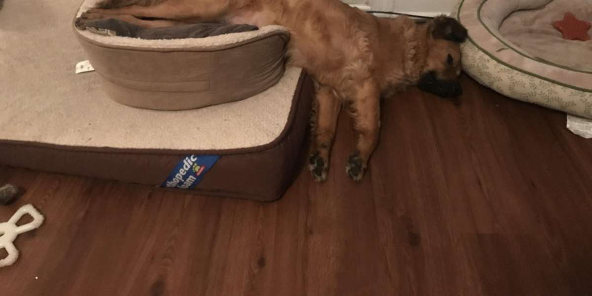 Dog Piles All His Beds Into One Room To Make A Giant Dog Bed The Dodo