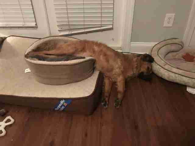 собака делает одну гигантскую кровать для собак рис 4