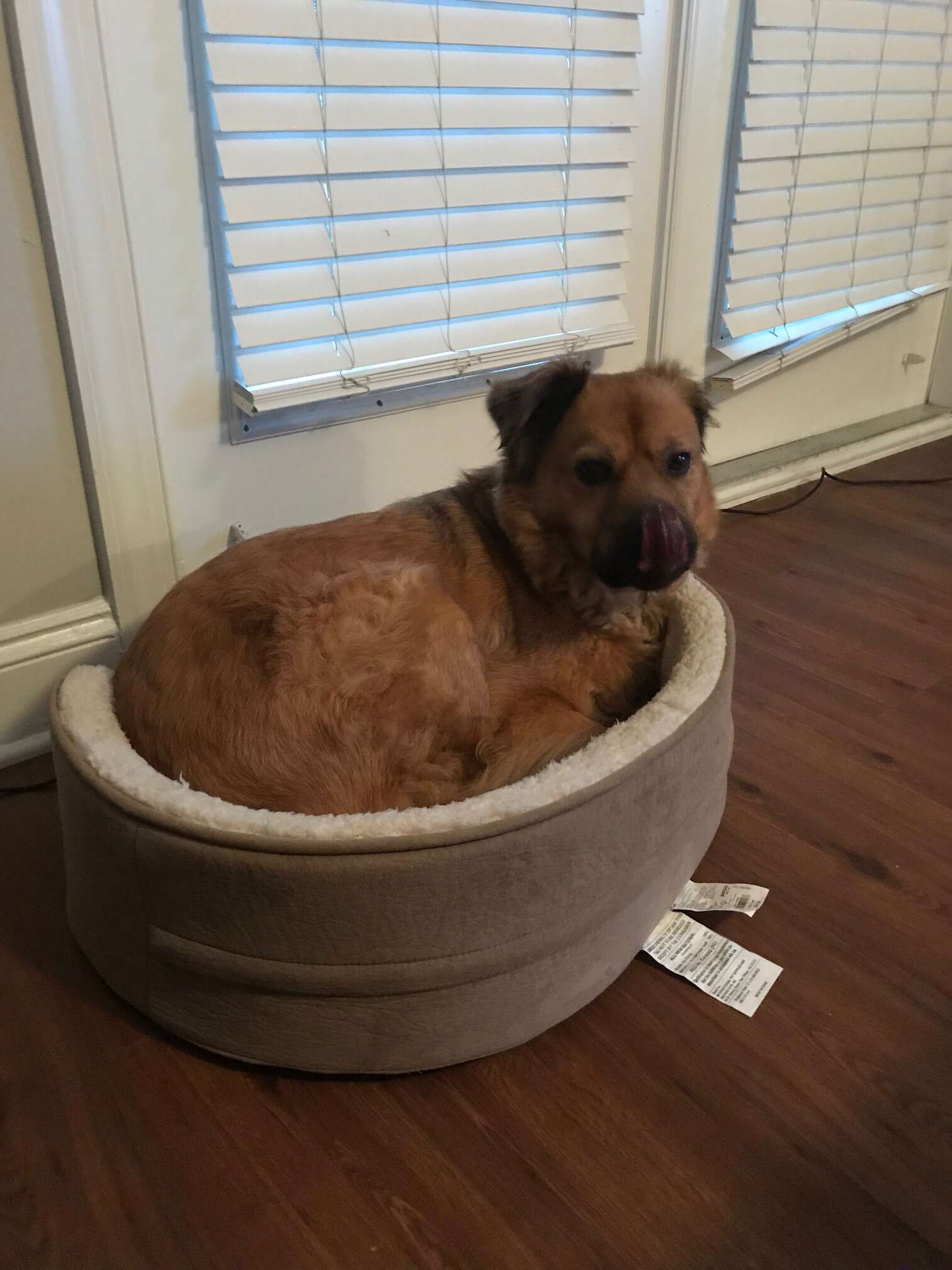 dog makes one giant dog bed