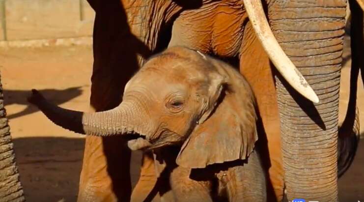 baby elephant calf rescue