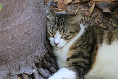rare polydactyl cat
