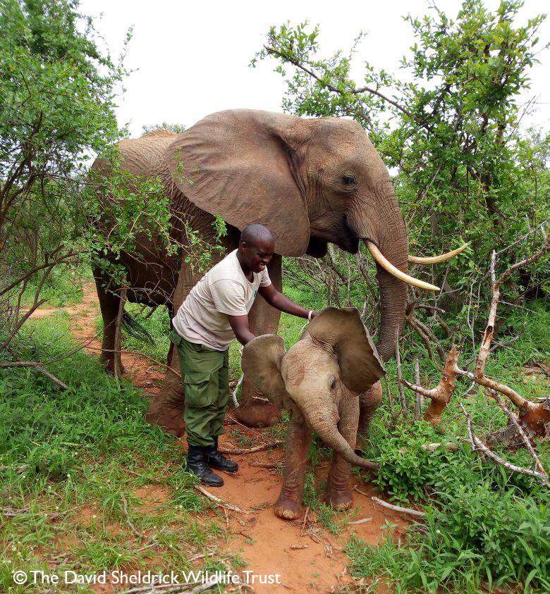 orphan elephant rescued calf