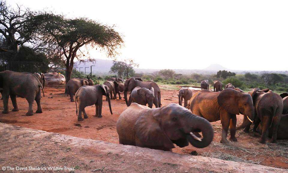 orphaned elephants rescue calf babies