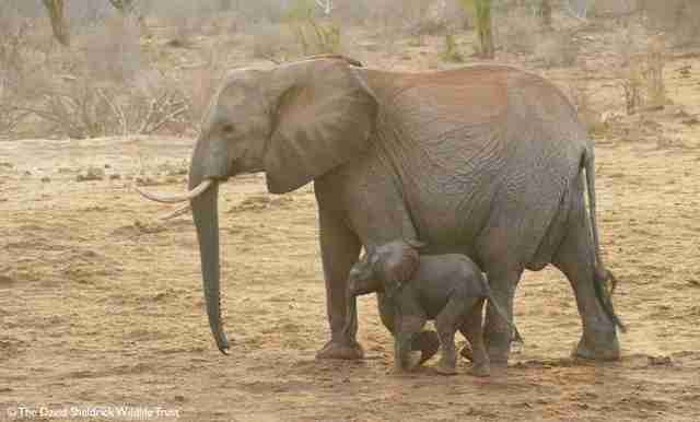 orphaned elephant calf baby