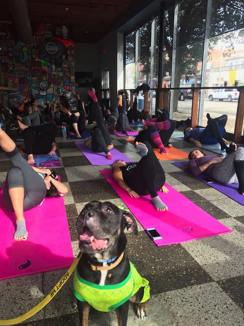 Foster dog visiting yoga class