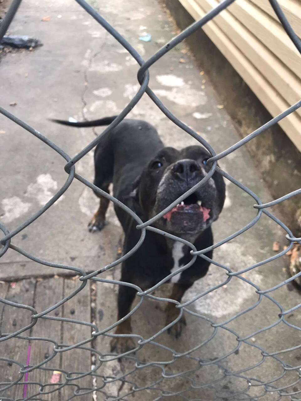 Black pit bull who lived outside in New Jersey