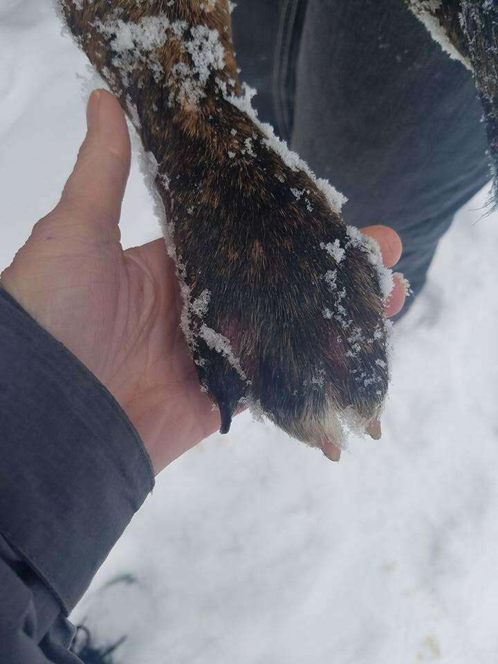 Dog's frostbitten paws in snow