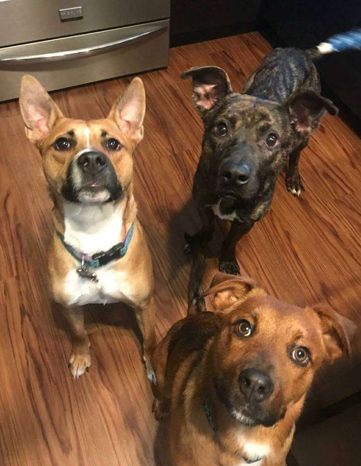 Three dogs looking up at the camera