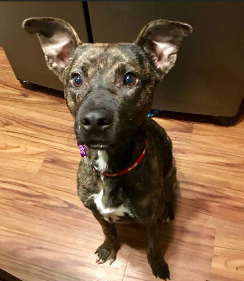 Rescued dog with sad look on her face