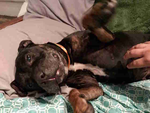 Foster pit bull получает первую собачью кровать