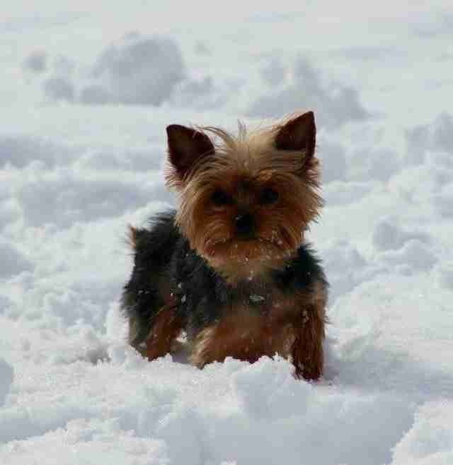 Mix Up At The Groomer Causes Grandma To Question