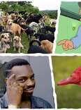 The 50 Best Memes of 2017