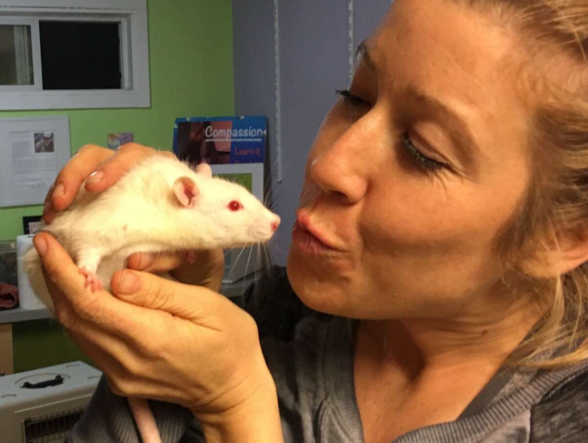california fires lab rat rescue