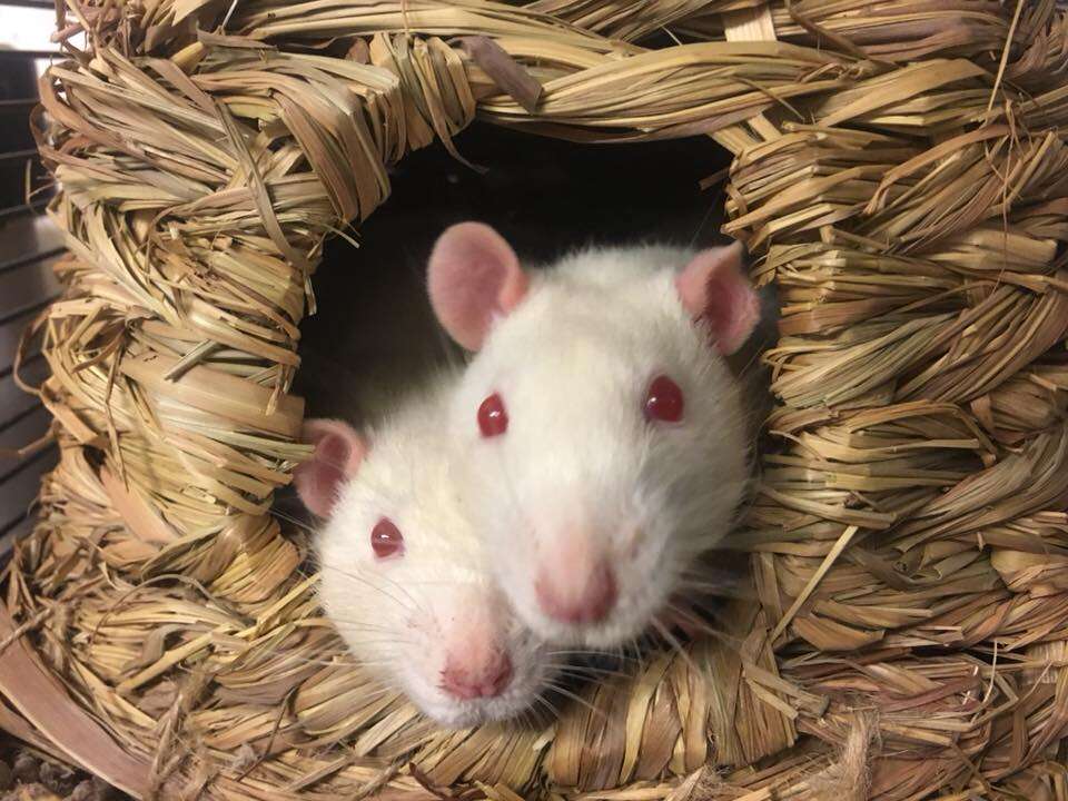 california fire rescue rats