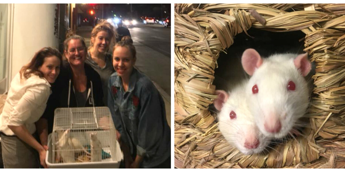 Rescuers Drove Through Fire To Save Rats From California Laboratory ...