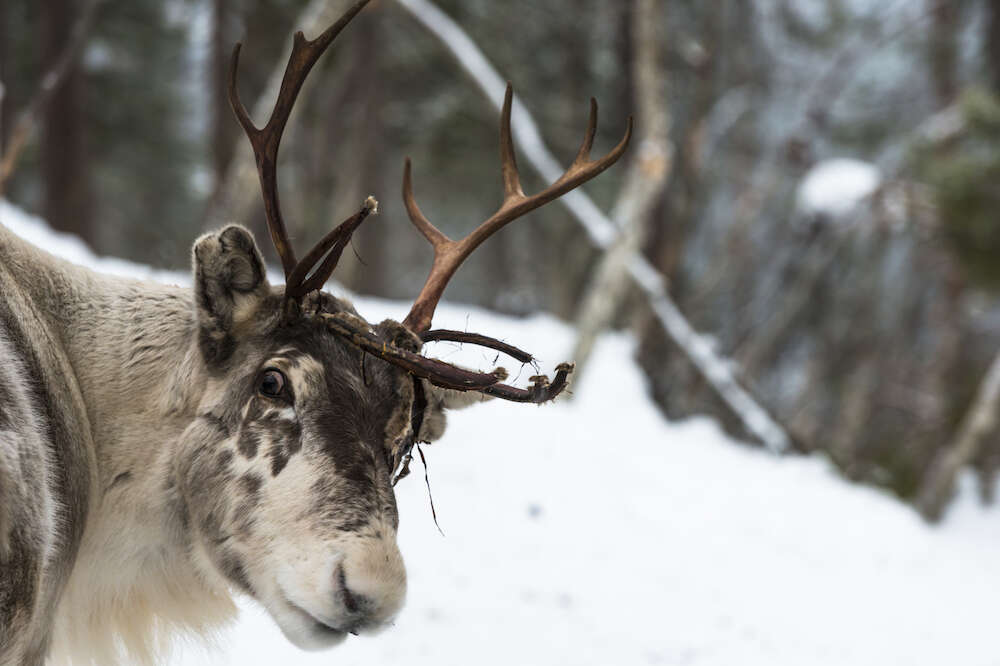 The Meaning of Santa's Reindeer Names