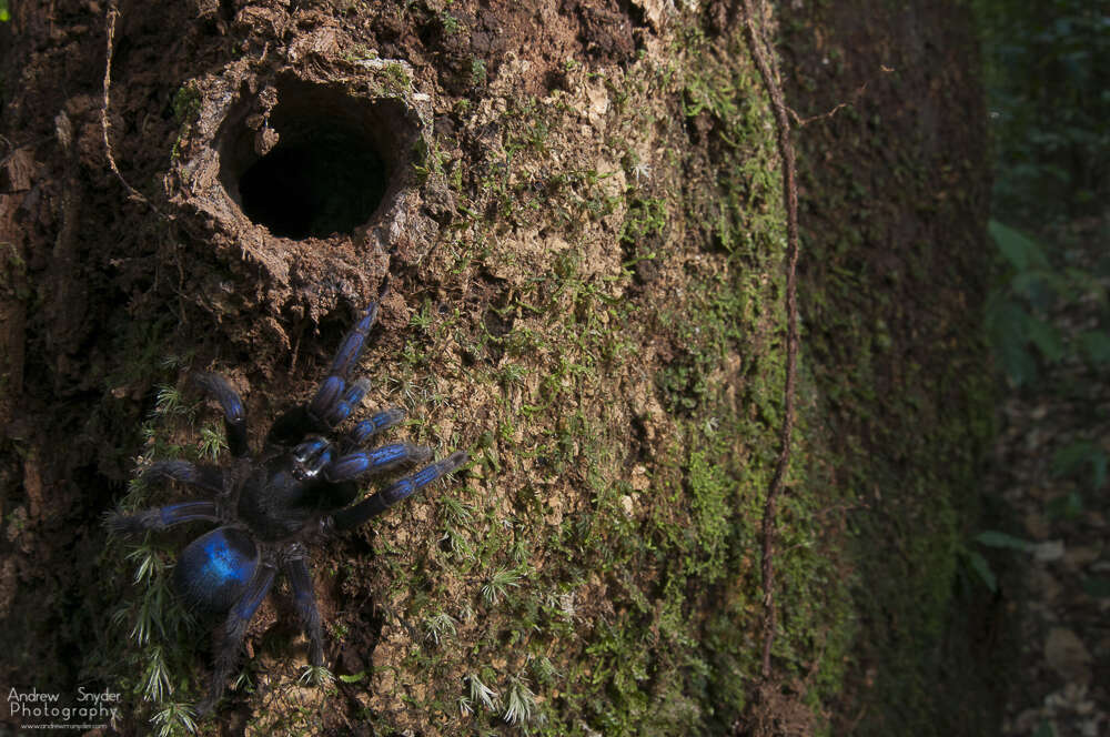 Blue tarantula in Guyana