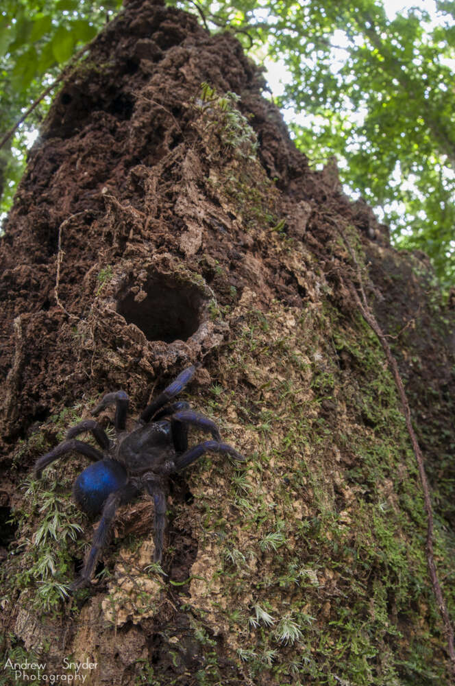 Blue tarantula in Guyana